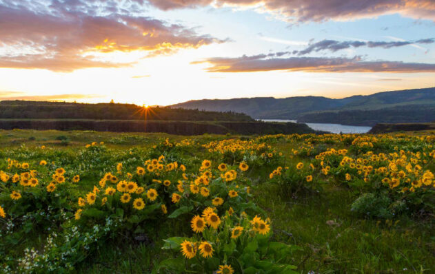 Wildflowers, Rowena Crest The Dalles OR