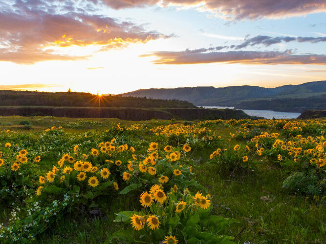 Wildflowers, Rowena Crest The Dalles OR