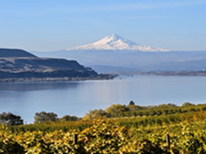 View of Mt Hood with vinyard in foreground