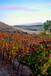 fall in the vinyard, Columbia River Gorge