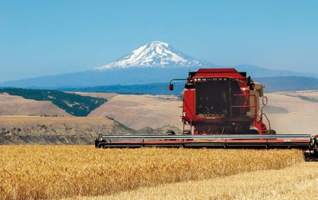 Combine harvesting wheat with Mt Hood in background, Dufur OR