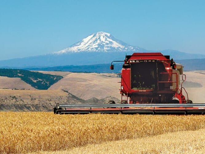 Combine harvesting wheat with Mt Hood in background, Dufur OR
